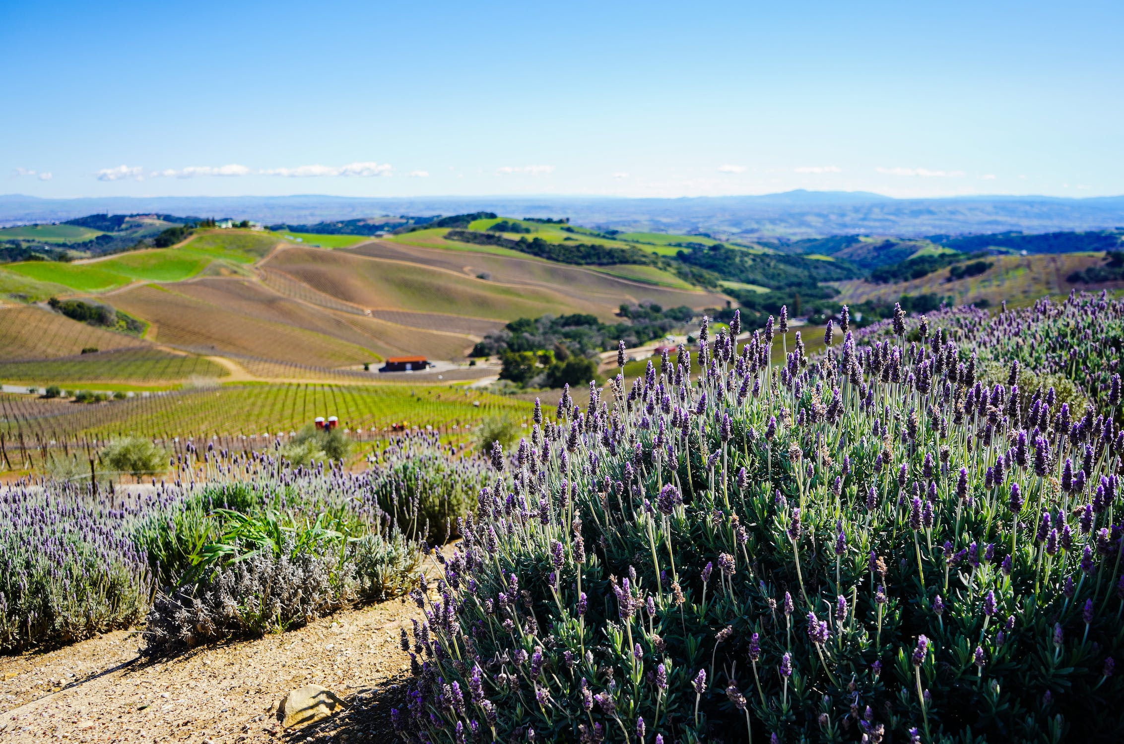 Paso Robles Vineyards for Sale